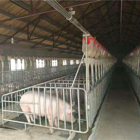 畜牧猪用料线 育肥猪用料线 喂猪用料线 鑫尧养殖设备